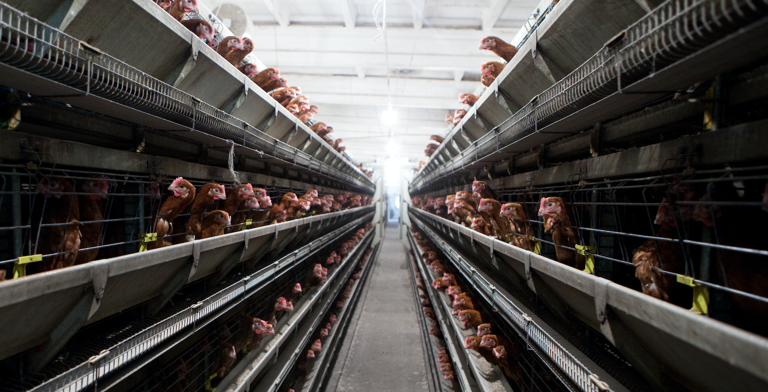 importación huevos Ucrania España