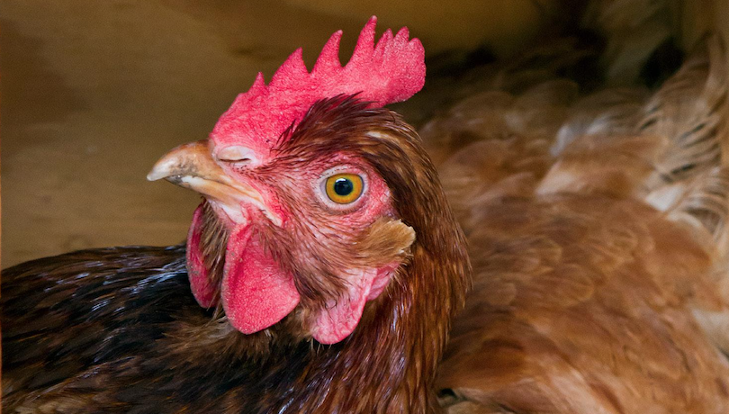 salmonella en gallinas ponedoras edad