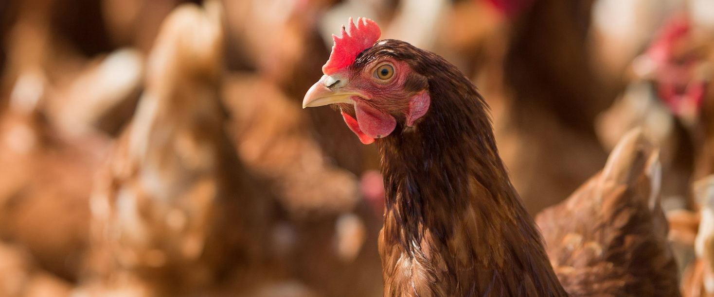 salmonella en gallinas ponedoras edad