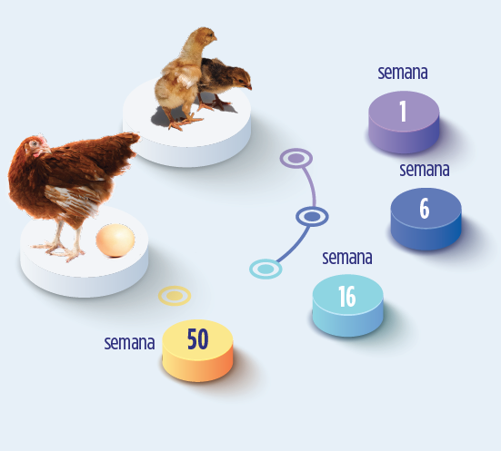 salmonella en gallinas ponedoras edad
