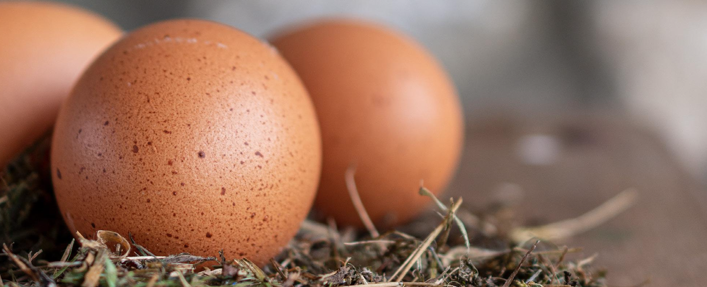 salmonella en gallinas ponedoras edad