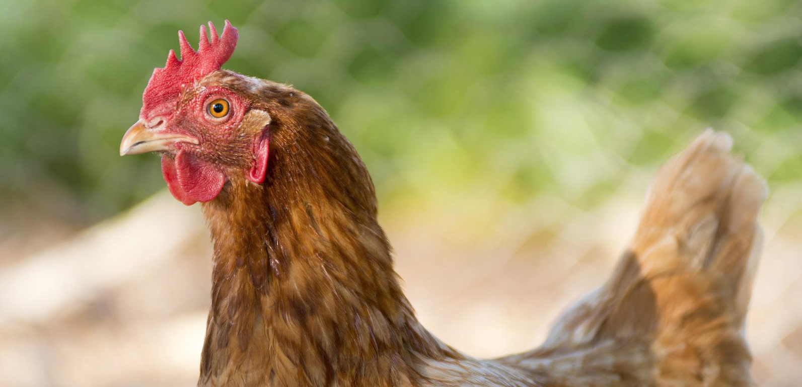 salmonella en gallinas ponedoras edad