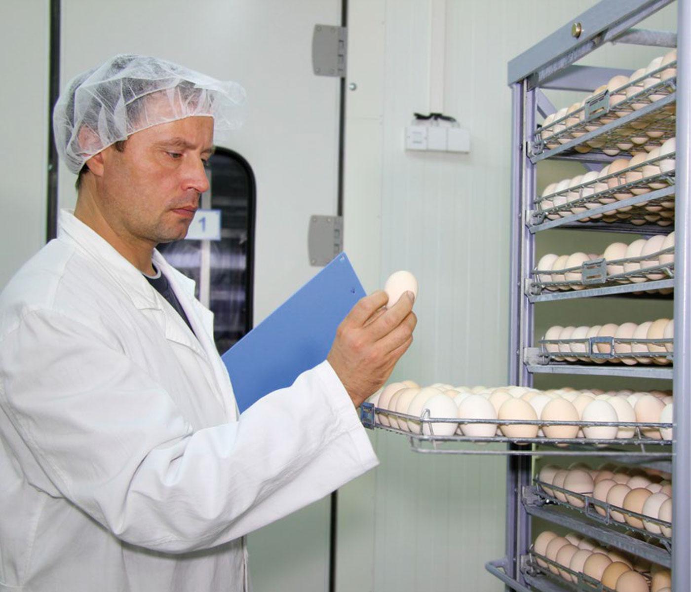 Broiler Breeders