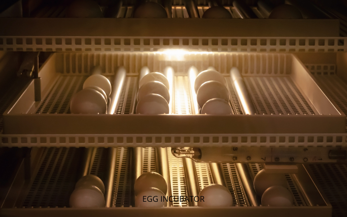 Light Exposure During Incubation