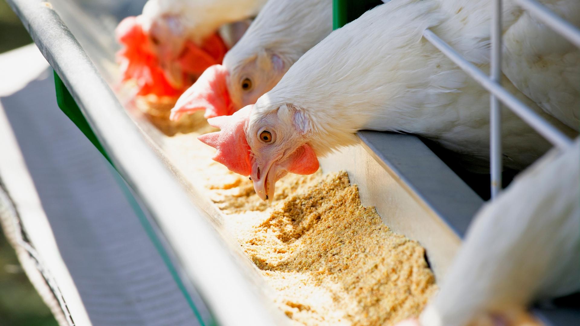 Poultry