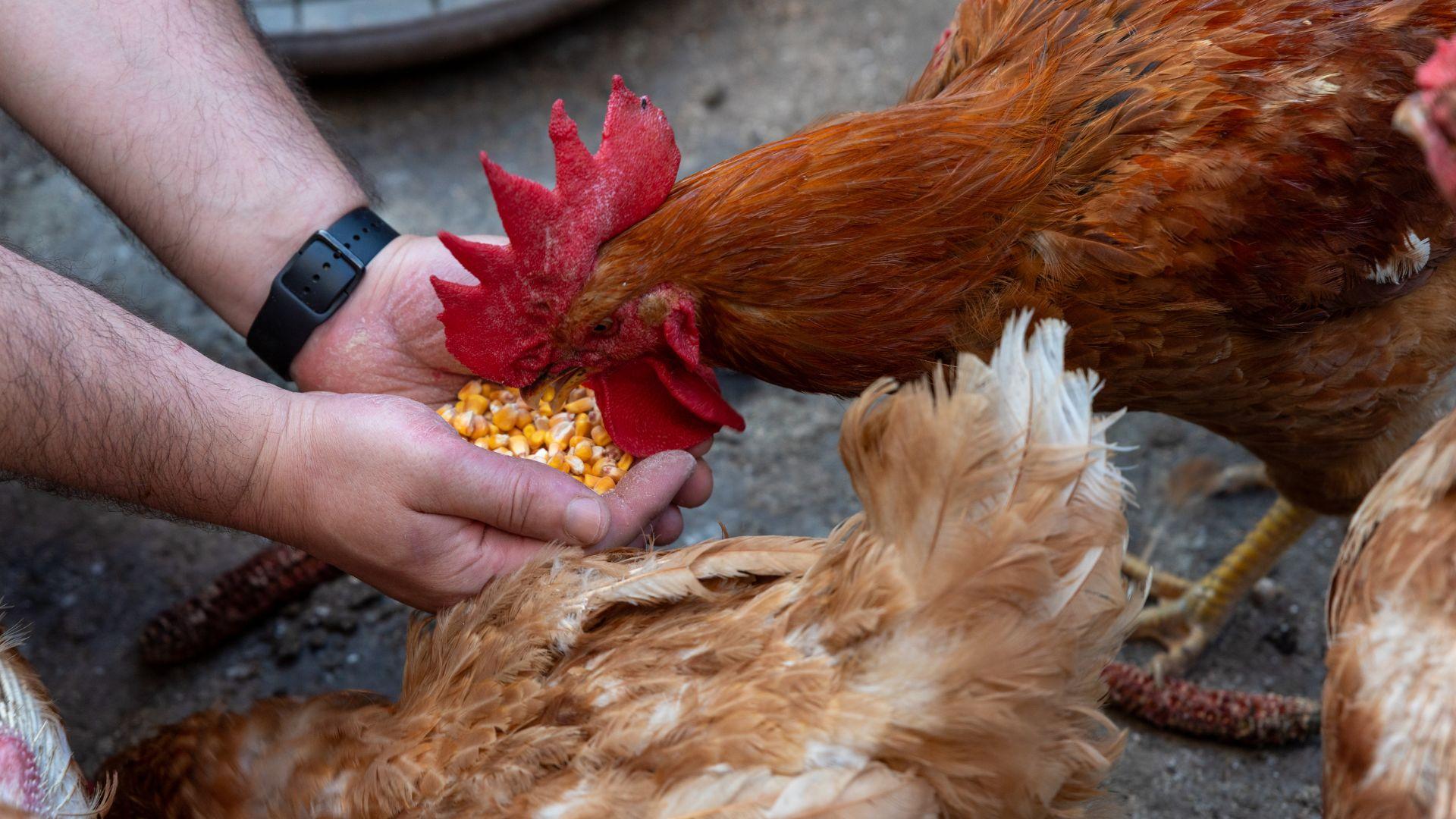 Poultry