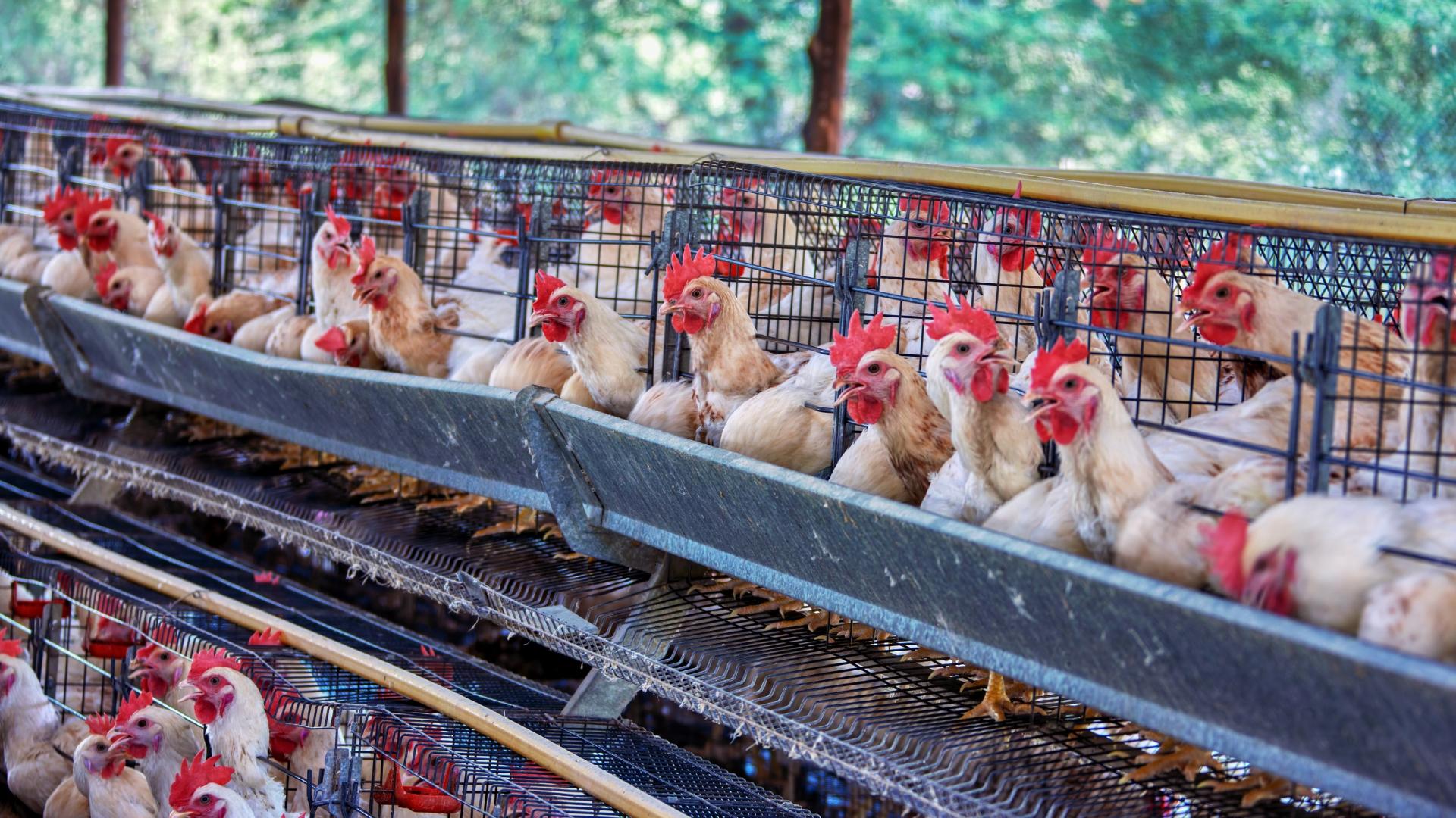 Poultry