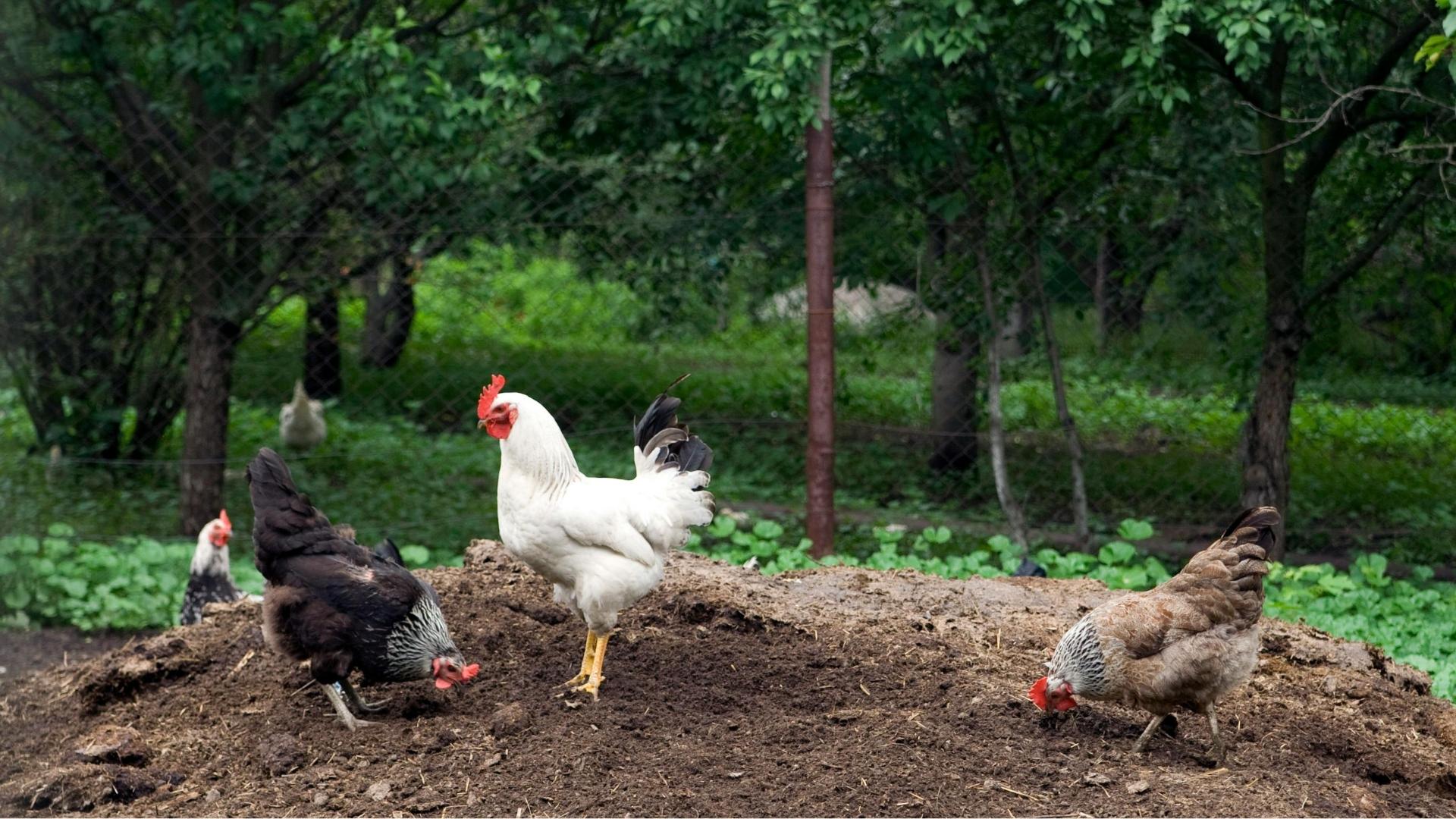 Poultry