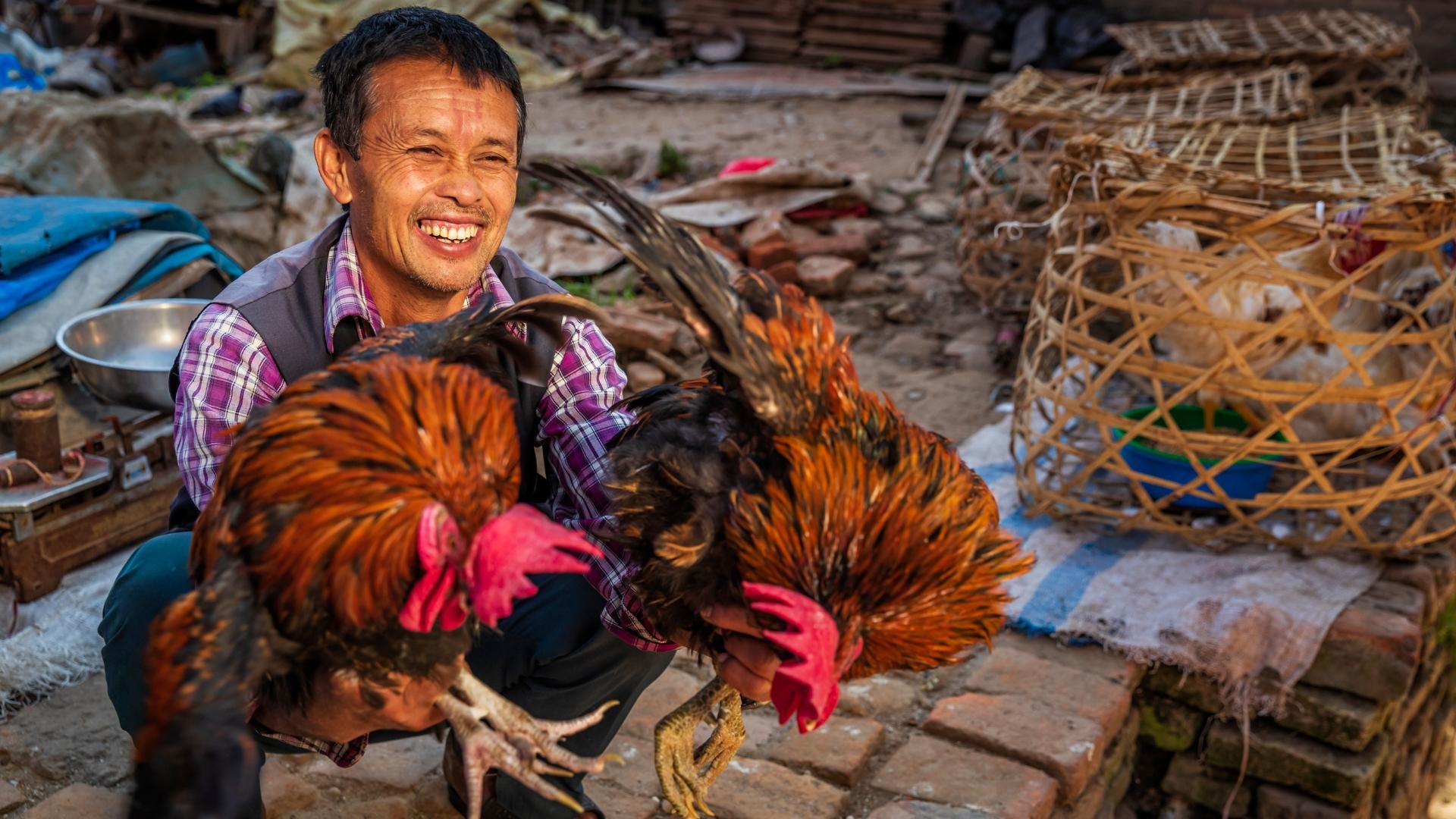 Poultry