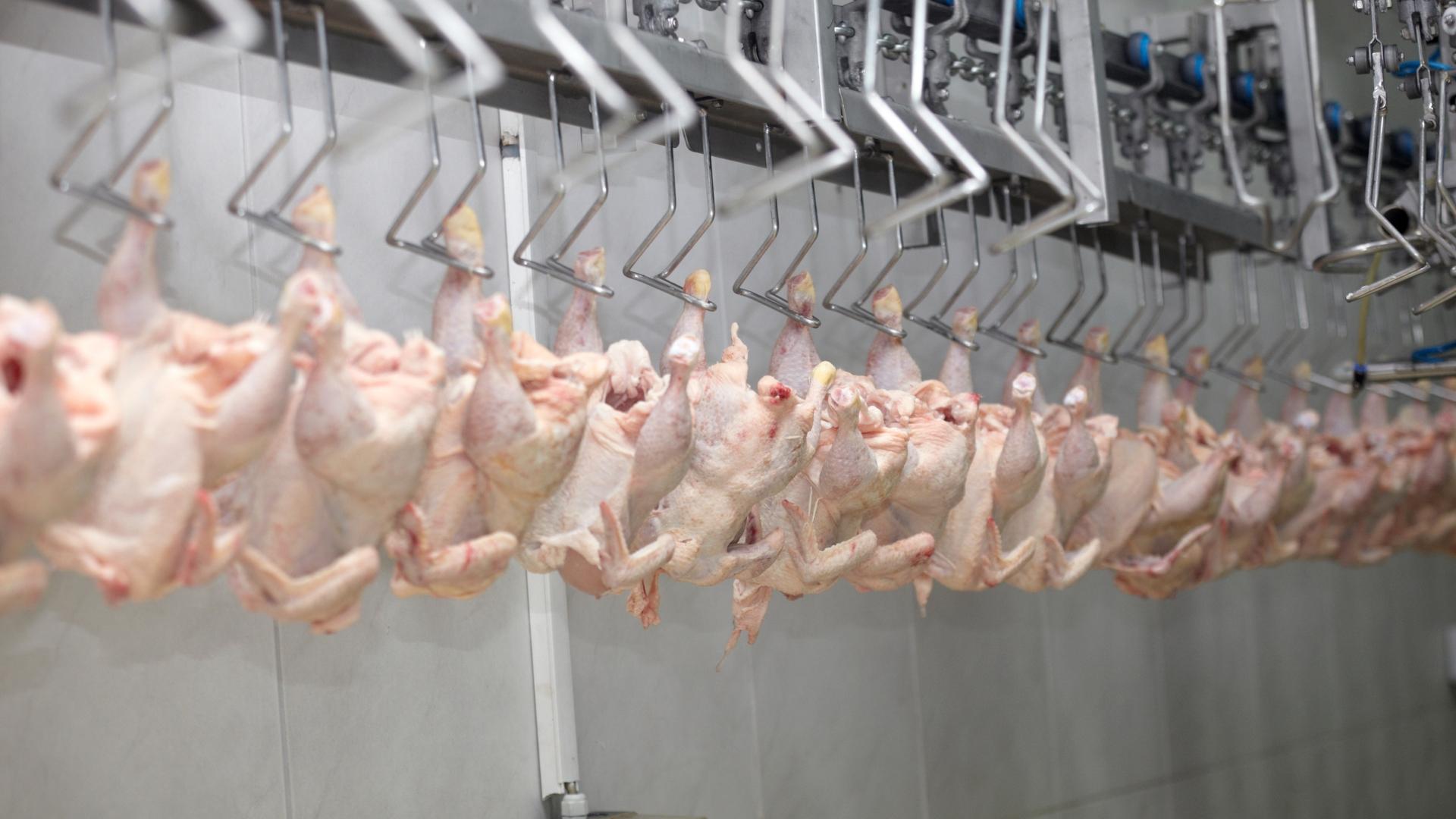 Hà Nội: Xóa sổ giết mổ lậu trước tháng 3/2026