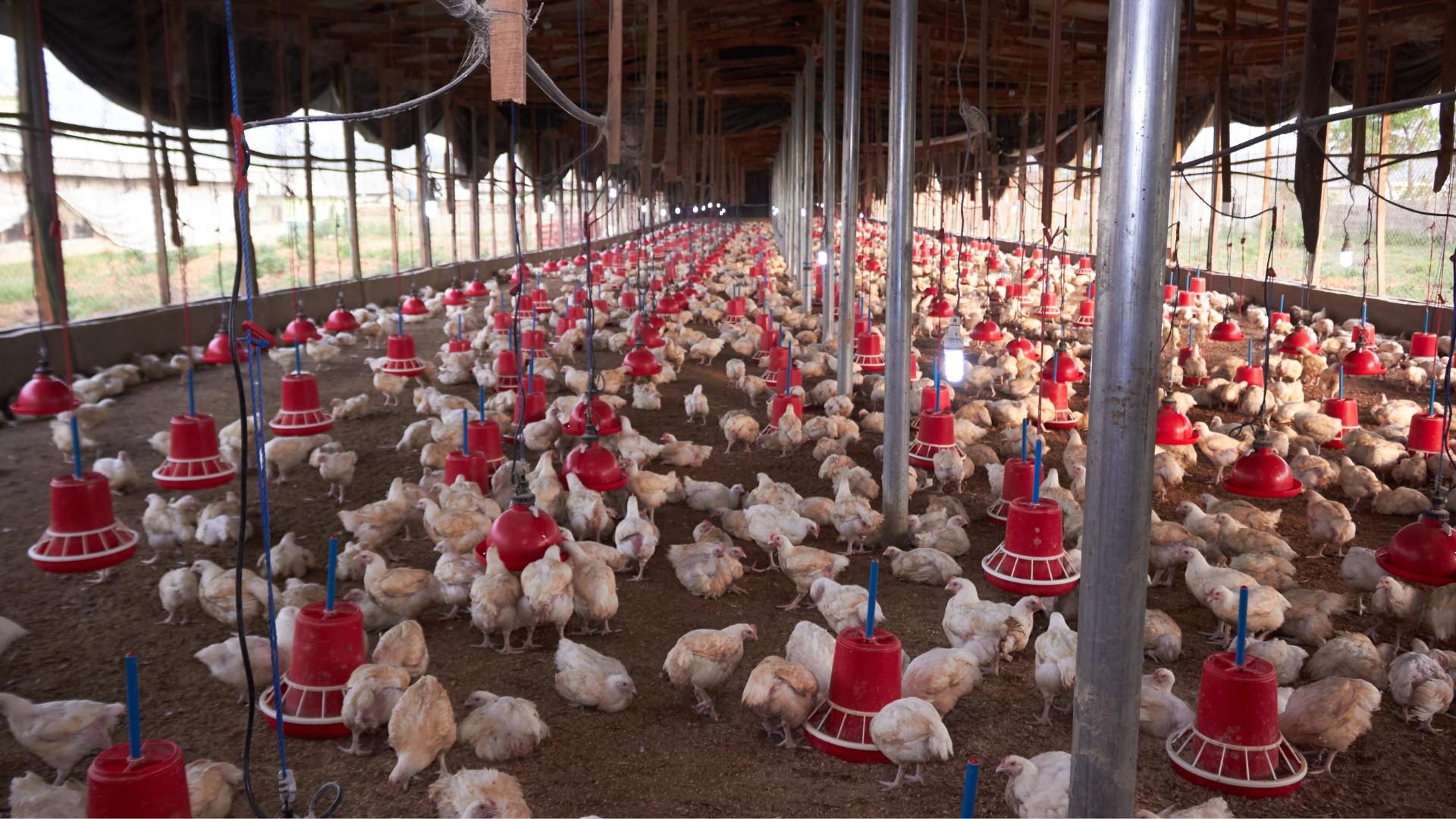Poultry