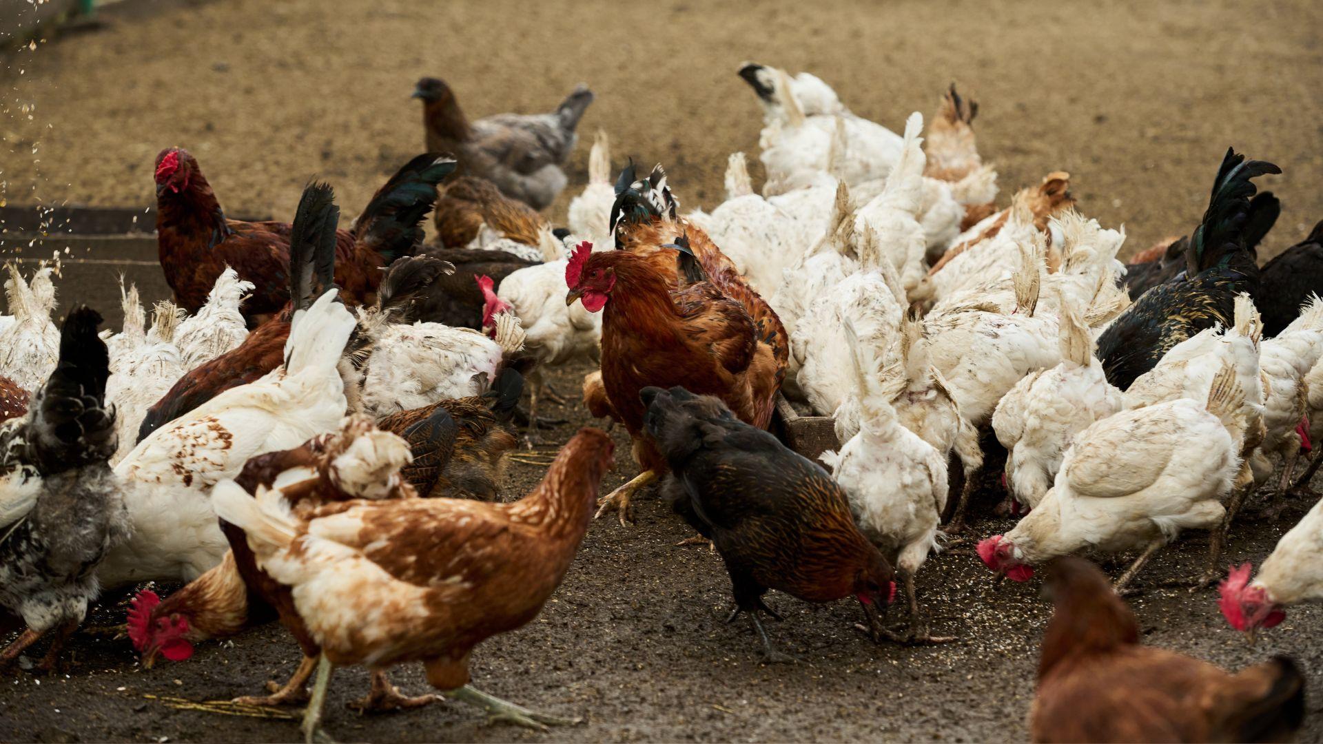 Vietnam restructures pre-slaughter stage for greener livestock