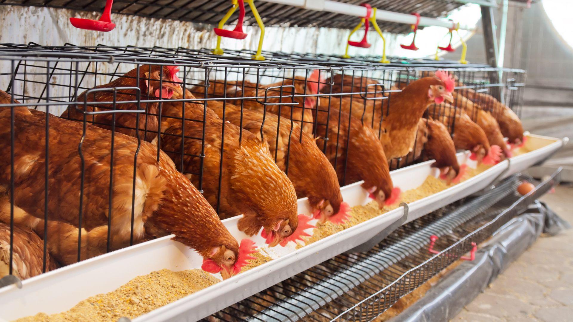 Poultry