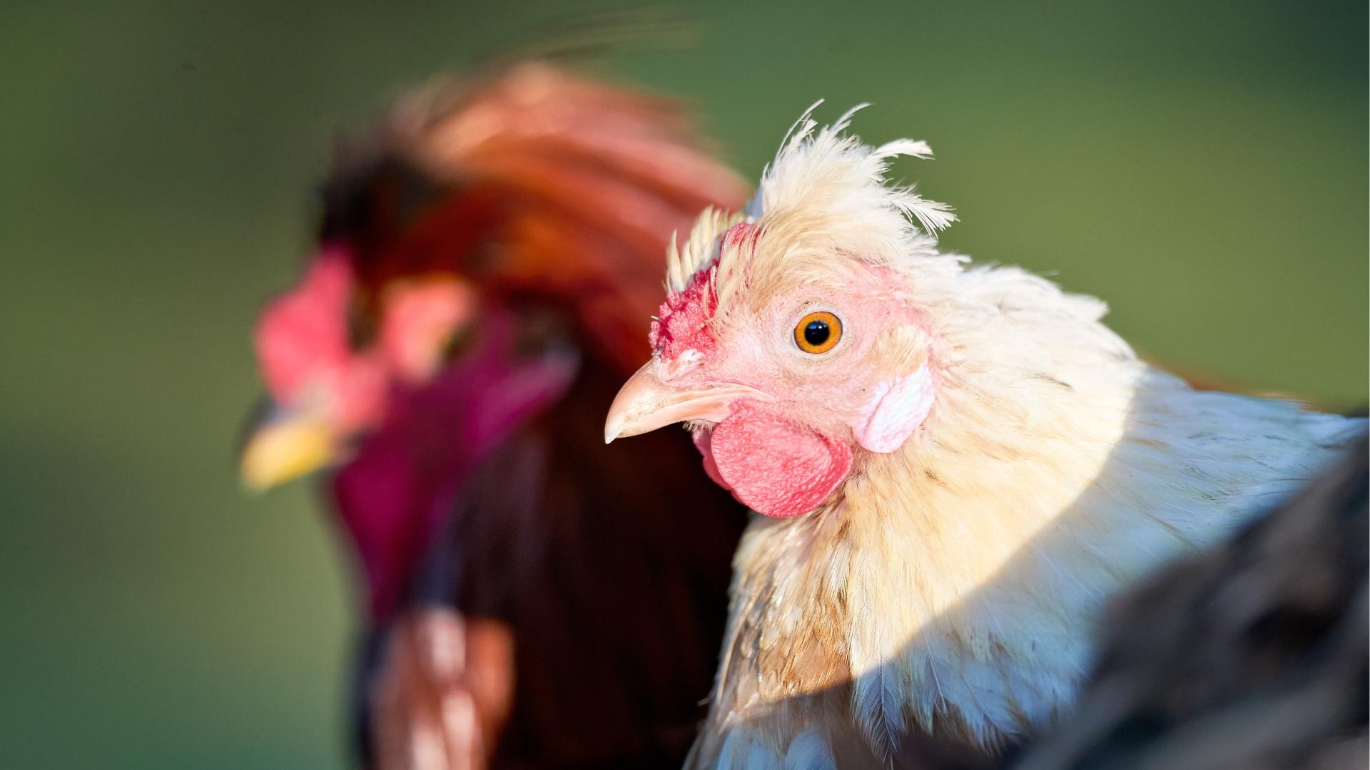 Vietnam intensifies fight against H5N1 avian influenza outbreak