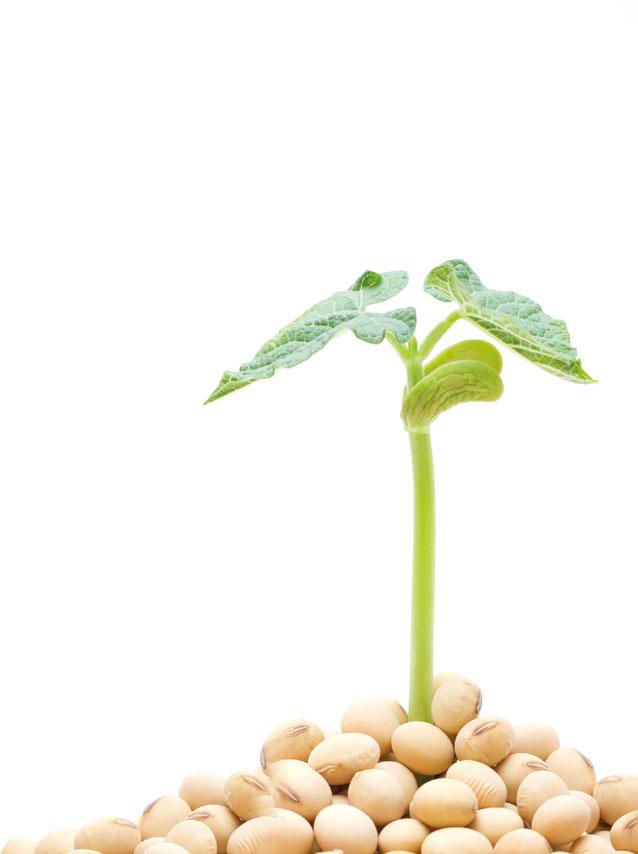 Soy
