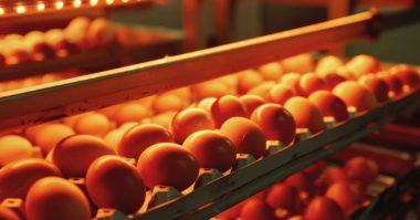 Eggshell temperature