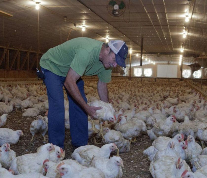 Prefaena del pollo: Manejo clave para reducir pérdidas de calidad y rendimiento en planta de procesamiento