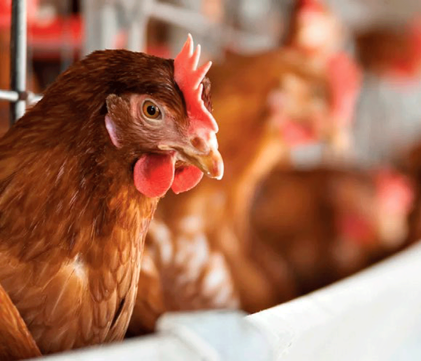 Future Flock: Antibiotic-Free Solutions for a Rising Population
