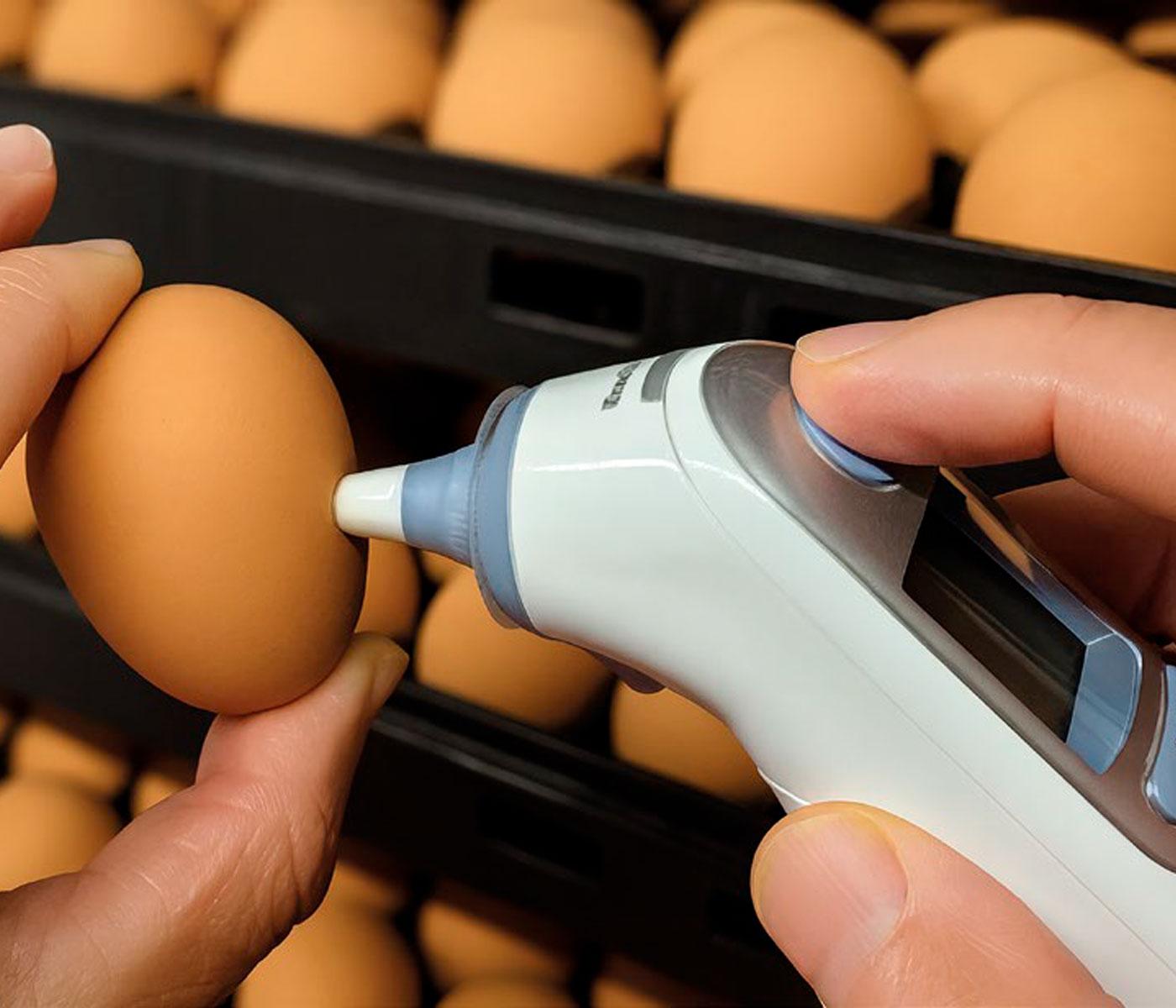Importance of Eggshell Temperature, Checking and Record Keeping in a Commercial Poultry Hatchery