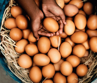 Imagen Revista The Reality of the South African Egg Industry