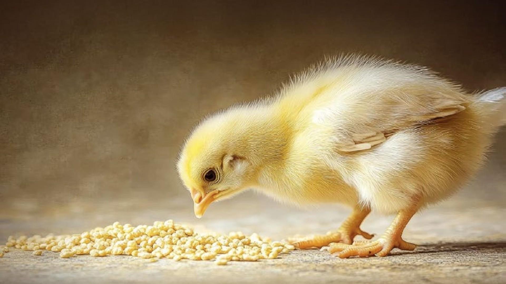 التغذية المبكرة للصيصان بعد الفقس وأثرها على الأداء الحيوي والإنتاجي في دجاج التسمين