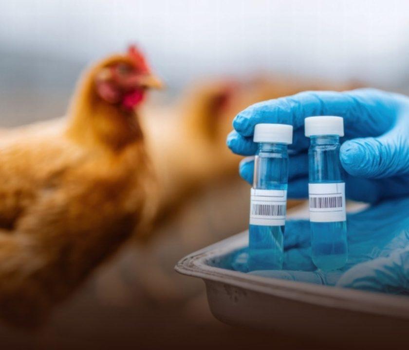 Chile detecta Influenza Aviar en plantel comercial y activa suspensión de exportaciones avícolas