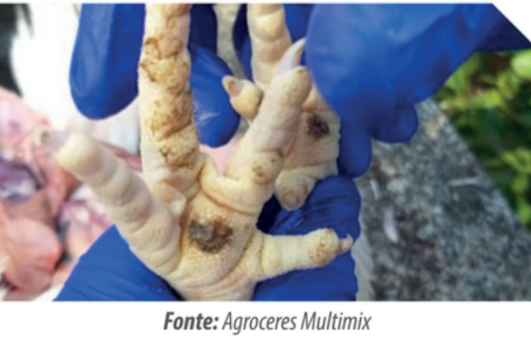 Condenações em abatedouros: Artrite, pododermatite e ascite em frangos de corte
