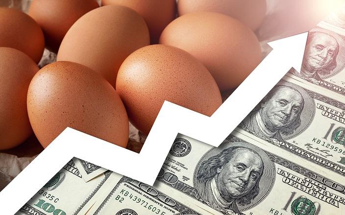 ارتفاع الأعلاف يشعل أزمة الدواجن في مصر وسط تداعيات الحرب