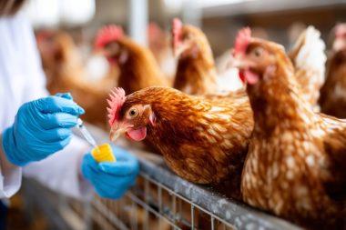 bioseguridad avicultura