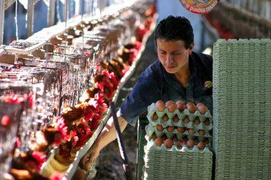 producción huevos de gallina 