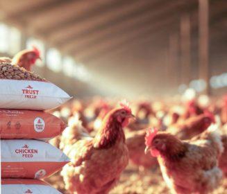 Measure, adjust and optimize: How to turn poultry feed into profit