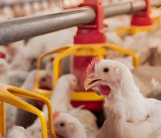 SynRelax: Nueva estrategia nutricional para mitigar el estrés y mejorar la eficiencia productiva y la calidad del huevo y la carne en aves