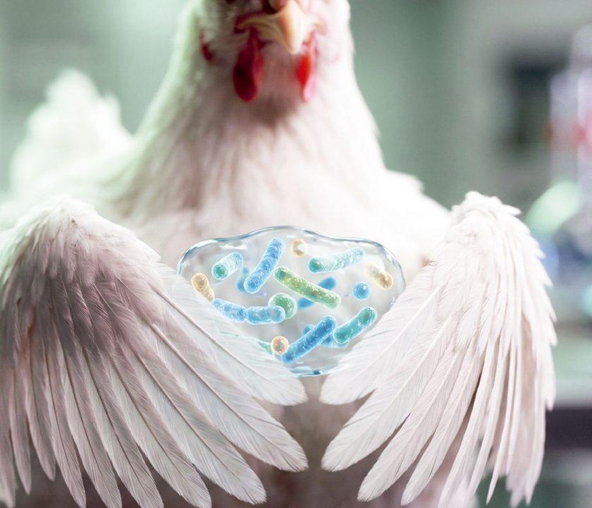 Poultry