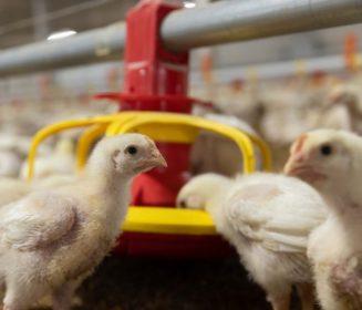 Innovación y eficiencia en producción de broilers: Sistemas integrados para rendimiento, sostenibilidad y optimización energética
