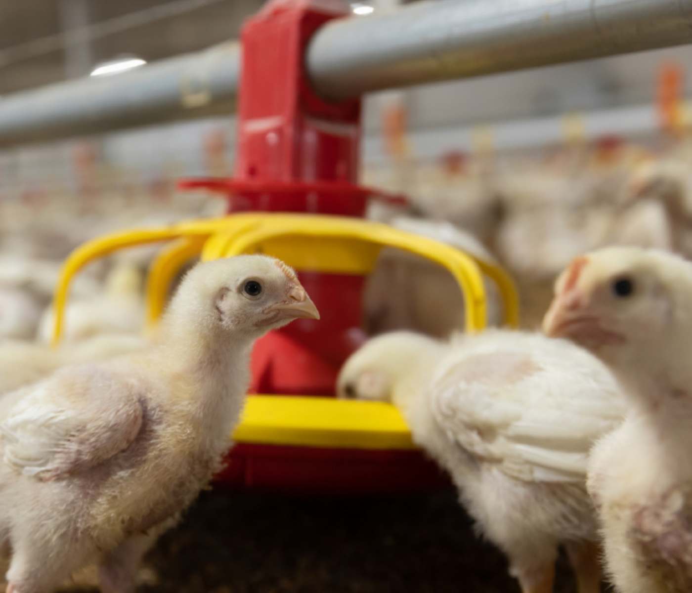 Innovación y eficiencia en producción de broilers: Sistemas integrados para...