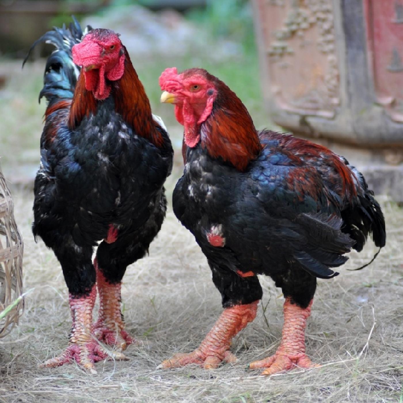 Poultry