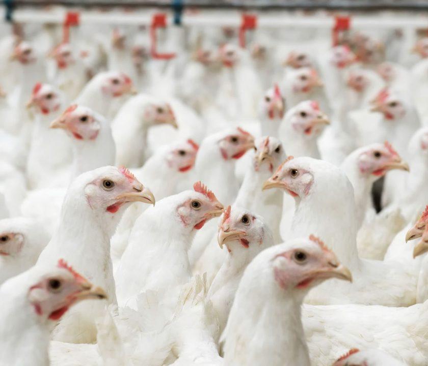 gallinas blancas en galpon