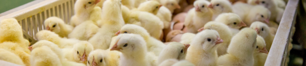 Modulação Precoce e Integrada da Saúde Intestinal de Aves: Soluções Biochem