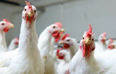PPA: Failure to provide fiscal relief to poultry sector could lead to higher food prices
