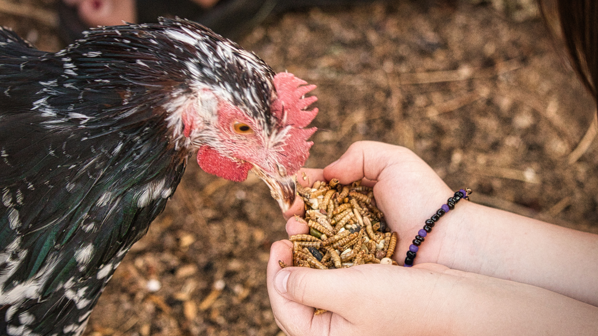 Mealworms could help prevent the spread of avian influenza