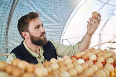 productor de huevos en granja