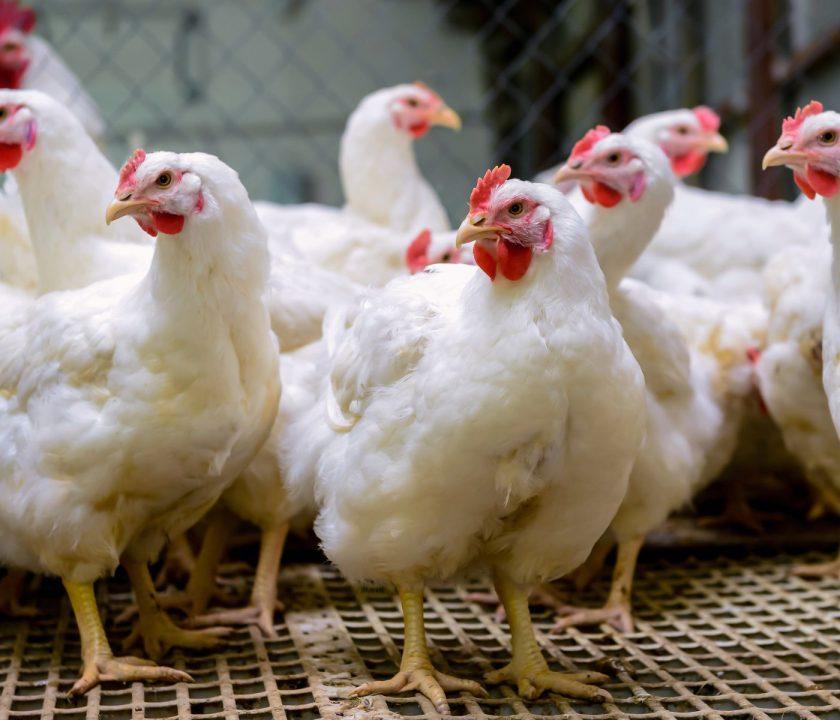pollo de engorde