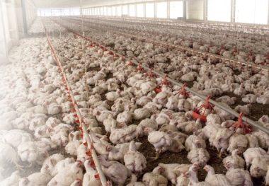 captura pollos en granjas y su movilización baja inversion