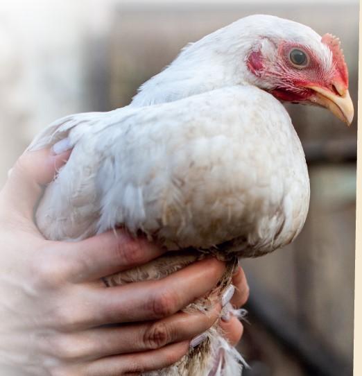 captura pollos en granjas y su movilización baja inversion
