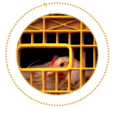 captura pollos en granjas y su movilización baja inversion