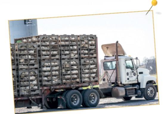 captura pollos en granjas y su movilización baja inversion