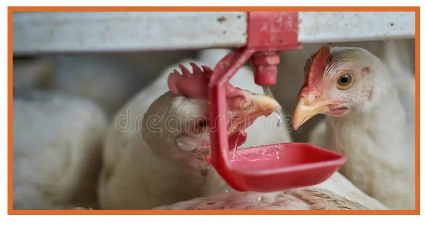 prefaena del pollo de engorde