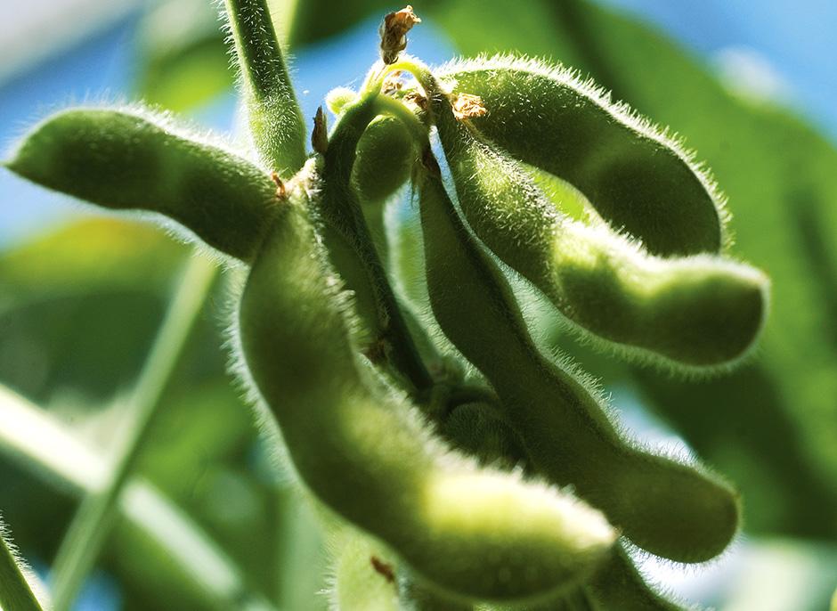 More than 70% of U.S. Soy Exports SSAP-Verified in 2025