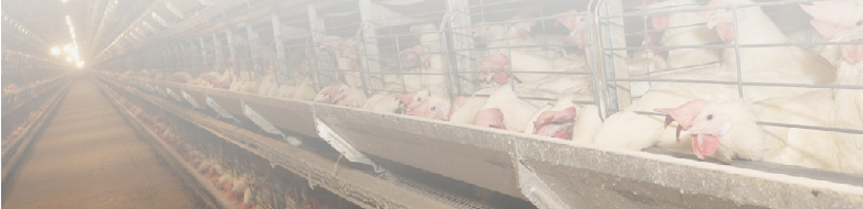 AMBIENTE LIMPO, LOTE SAUDÁVEL: A CIÊNCIA DA BIOSSEGURIDADE NA PRODUÇÃO AVÍCOLA