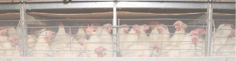 AMBIENTE LIMPO, LOTE SAUDÁVEL: A CIÊNCIA DA BIOSSEGURIDADE NA PRODUÇÃO AVÍCOLA
